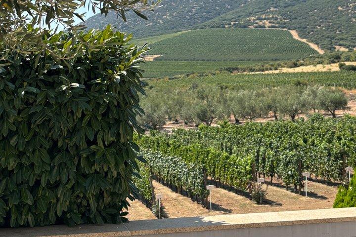 Kavala : Weinguttour & Weinprobe mit Essenspaarungen in Kavala