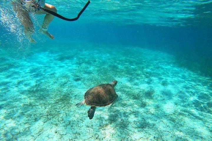 ローズ アイランド アドベンチャー : シュノーケル、ウミガメ、プライベート ビーチ