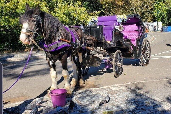Privé begeleide paardrijtocht door Central Park