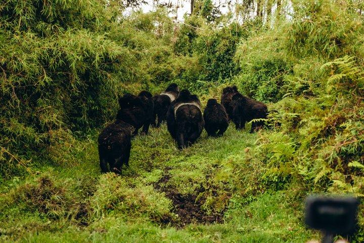 5 jours Gorilles et singe d'or Trekking dans les volcans N.Park