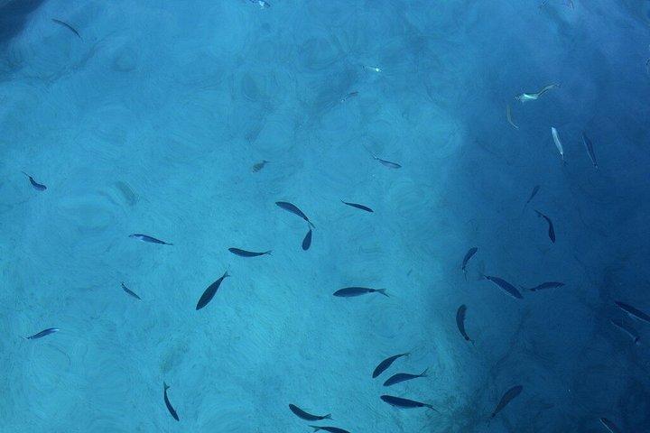 Blue Cave og 5 øer fuld dagstur fra Split