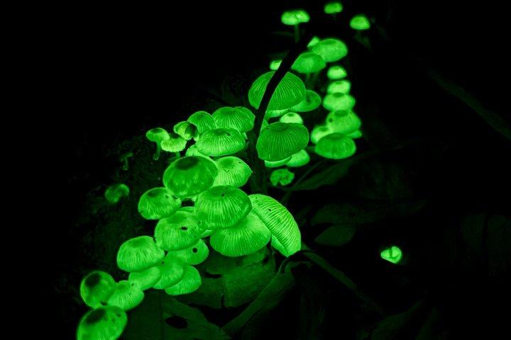 Glow Worms, Waterfalls & Rainforest Experience