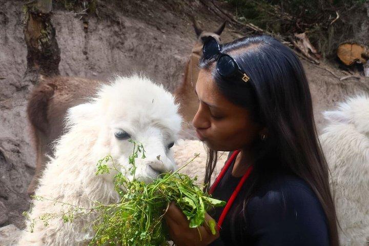 Cusco : visita el centro rescate de animales