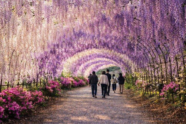 From Tokyo Ashikaga flower park private tour with English Guide