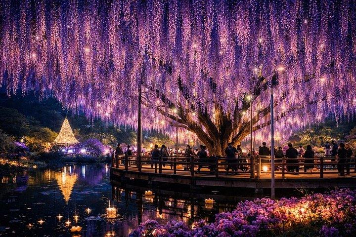 英語ガイド付き東京足利フラワーパークプライベートツアーより