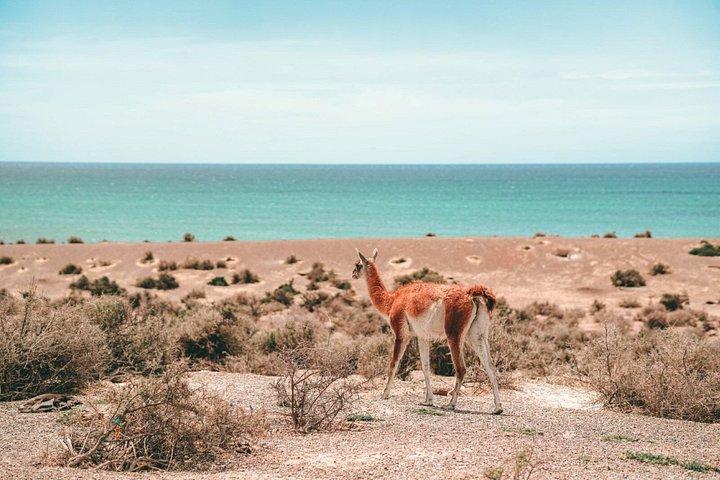 プエルト・マドリン終日プンタ・トンボへの小旅行
