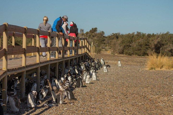 プエルト・マドリン終日プンタ・トンボへの小旅行