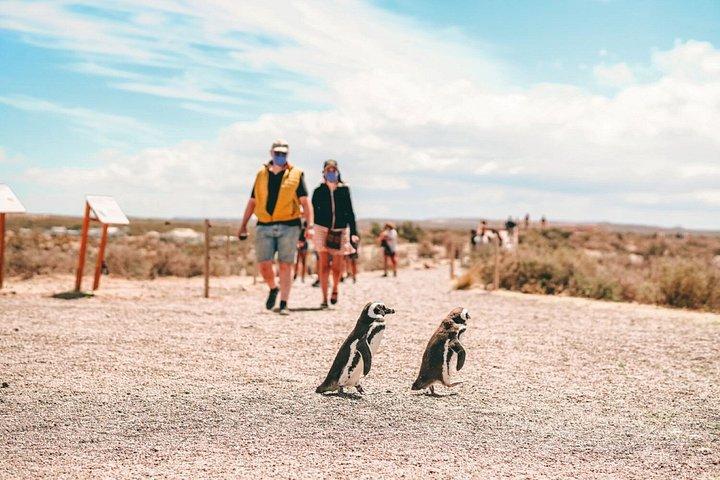 プエルト・マドリン終日プンタ・トンボへの小旅行