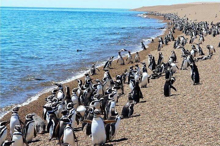 プエルト・マドリン終日プンタ・トンボへの小旅行