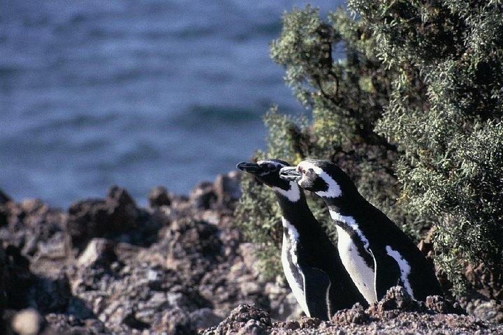 プエルト・マドリン終日プンタ・トンボへの小旅行