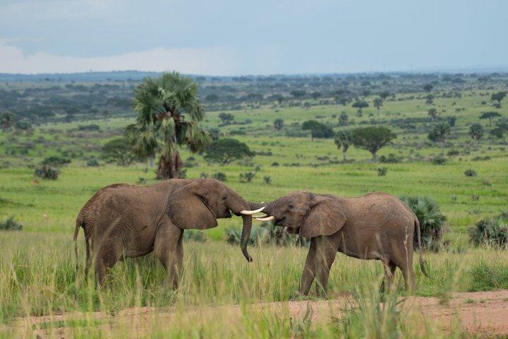7 Dias Uganda Grande 5 Safari