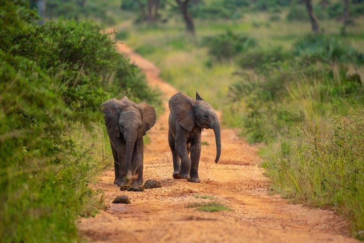 7 Dias Uganda Grande 5 Safari