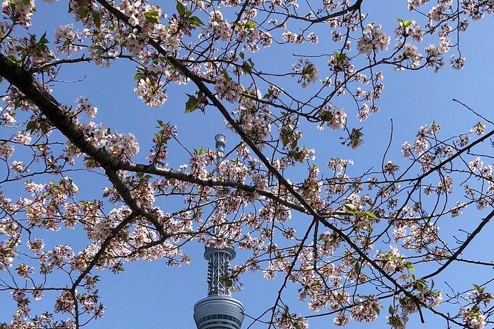 桜の季節にぴったりの隠れ家ツアー撮影