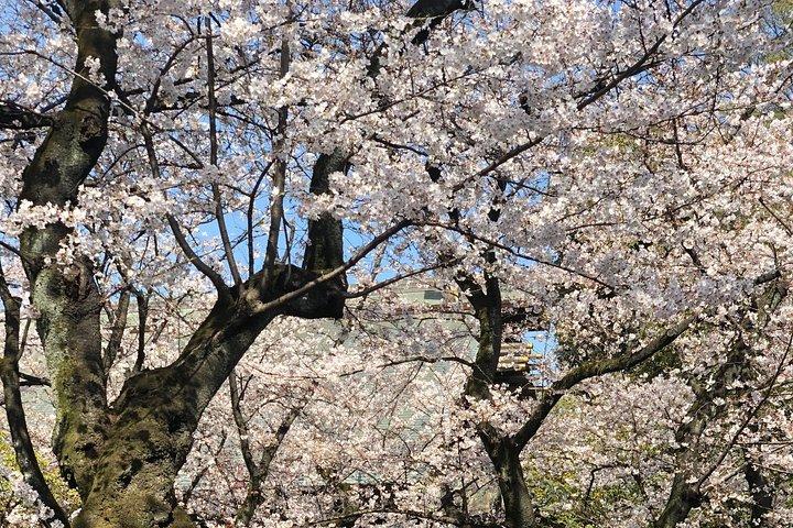 桜の季節にぴったりの隠れ家ツアー撮影
