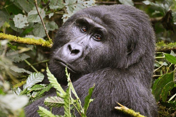 2 Tage Gorilla Trekking Uganda ab Kigali