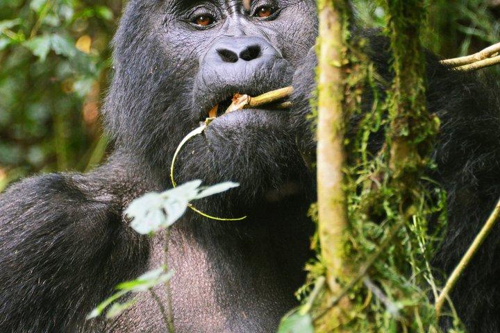 4 jours de rando Gorilla en Ouganda au départ du Rwanda