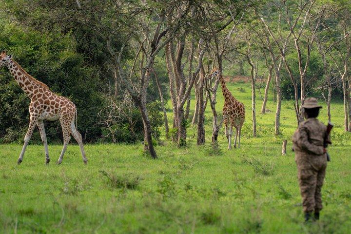 7 Dias Uganda Grande 5 Safari