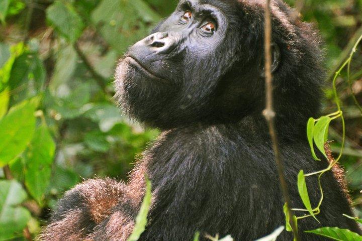 4 dagars Gorillavandring i Uganda från Rwanda