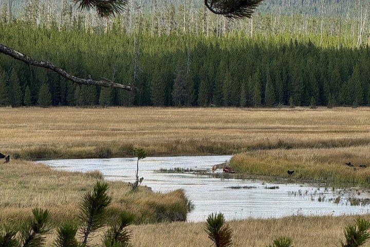 Yellowstone Upper Loop Tour with Lunch