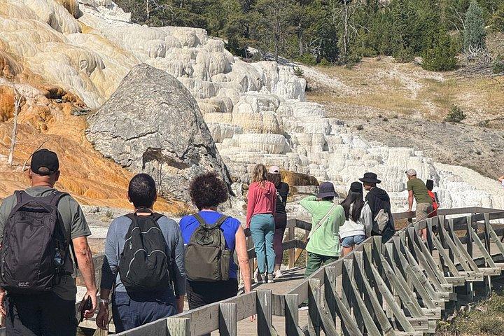 Yellowstone Upper Loop Tour with Lunch