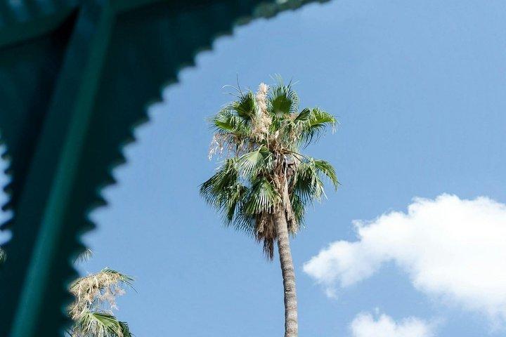 Majorelle Garden Berber and Ysl Museum Tickets Round Trip