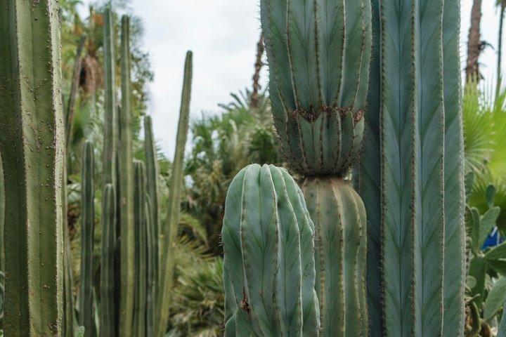 Majorelle Garden Berber and Ysl Museum Tickets Round Trip