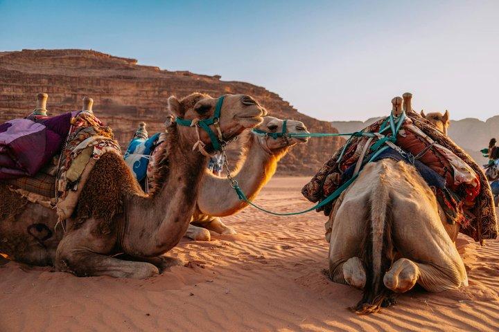 Agafay Desert Camel Ride & Dinner Show from Marrakech