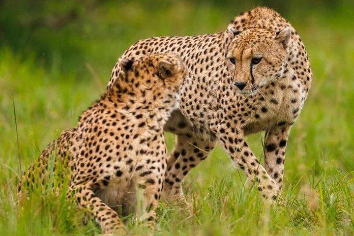 Masai Mara, Lac Nakuru, Naivasha et Amboseli 7 jours Safari privé