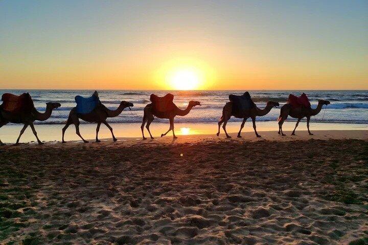 Camel Ride - Tangier & Asilah