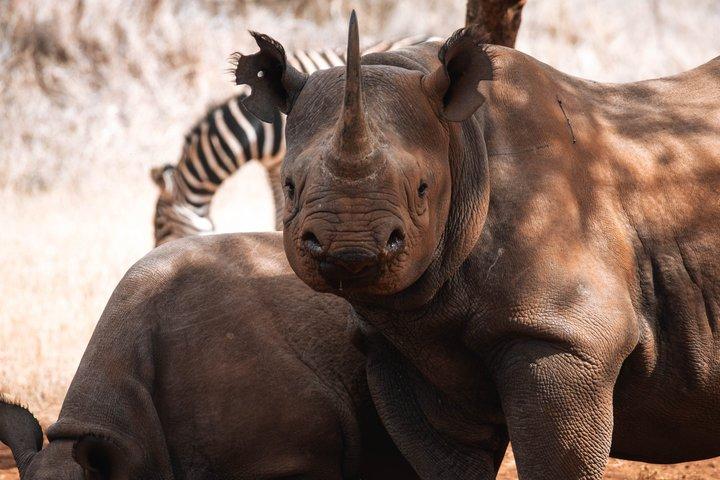 Safari de 5 días en Mkomazi Rhino