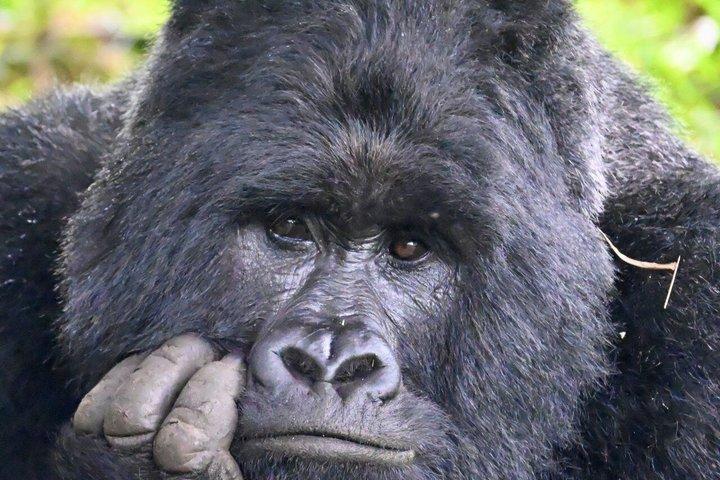 Uganda: 3-dages Gorilla Trekking i Bwindi Forest