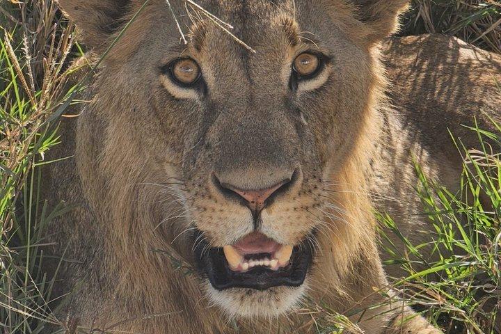 Amboseli National Park Wildlife Encounter 3 Days 2 Nights