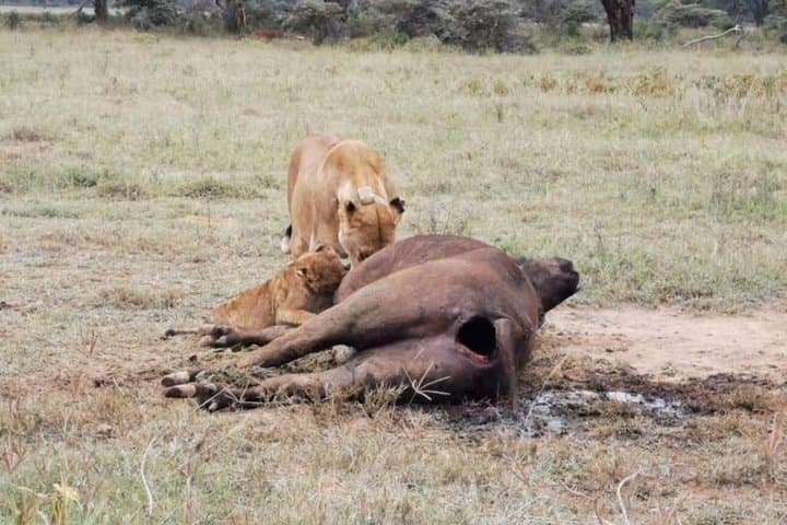 Amboseli National Park 3 Days Safari from Nairobi