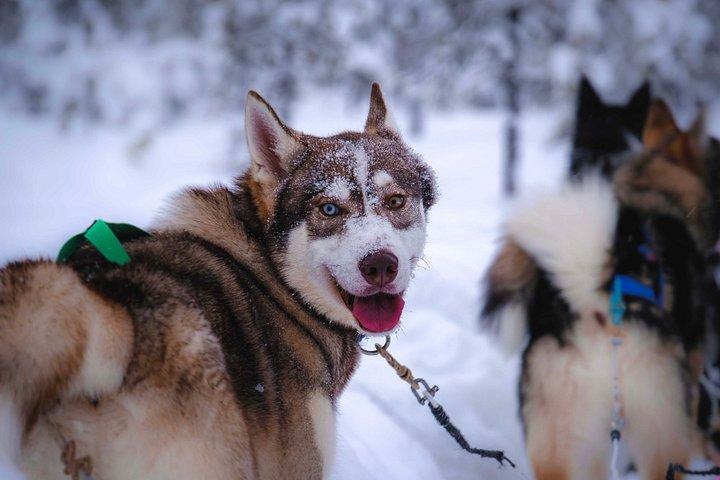 Rovaniemi Husky Safari, 2–10 km Ride with Self-Drive Option