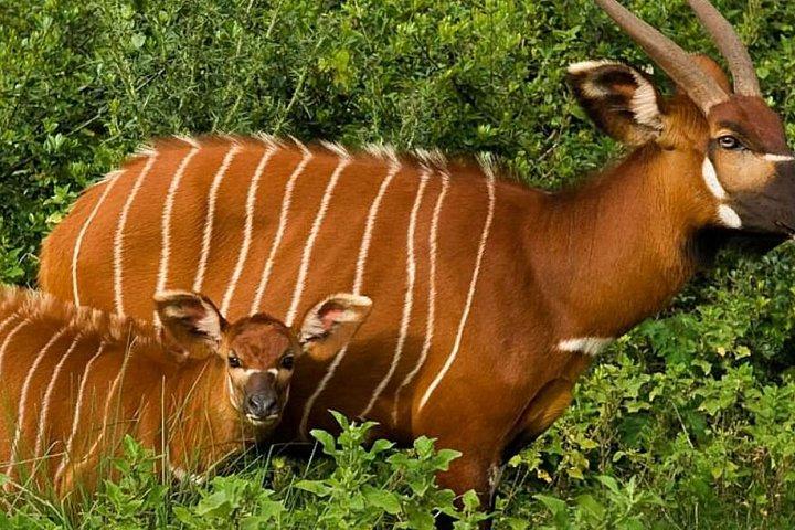 ナイロビ発アンボセリ国立公園3日間サファリ