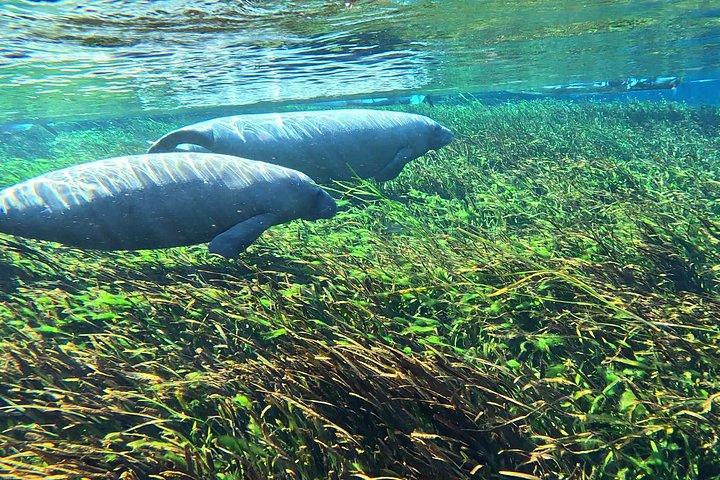 Silver Springs Clear Kayak Manatee, Scimmie e avventure nella natura