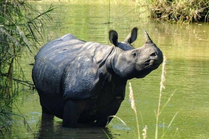 Chitwan National Park com a Torre da Selva