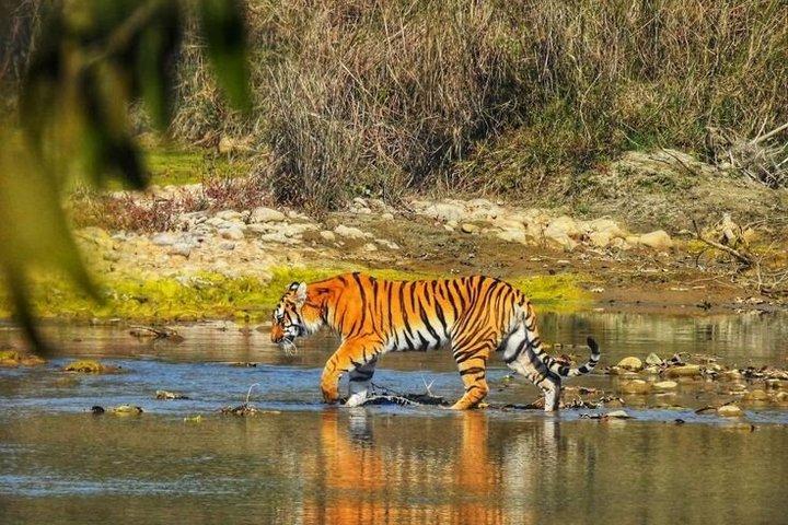 Chitwan National Park com a Torre da Selva