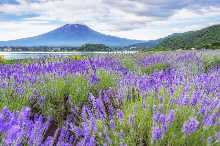 Hoteller i nærheden af Mount Fuji 5th Station Oshino Hakkai and Gotemba Outlet Adventure