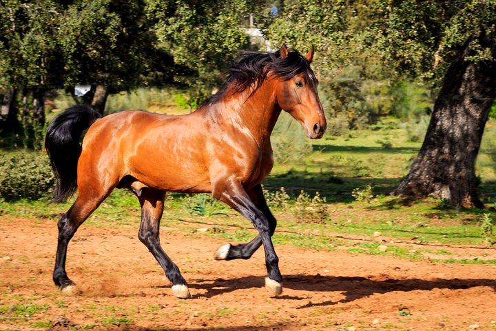 エントレ・トロス・イ・カバージョスを訪れる