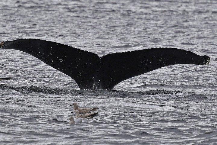 クジラとランチ! ケチカンのプレミア海洋哺乳類観察ツアー