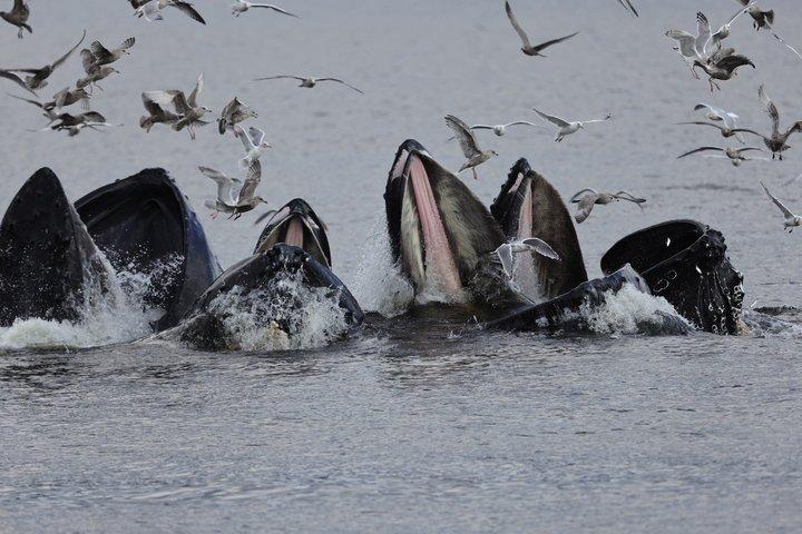 クジラとランチ! ケチカンのプレミア海洋哺乳類観察ツアー