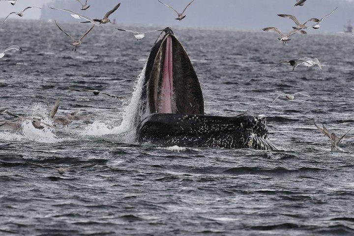 クジラとランチ! ケチカンのプレミア海洋哺乳類観察ツアー