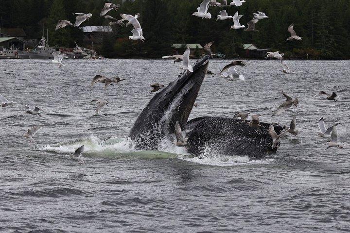 クジラとランチ! ケチカンのプレミア海洋哺乳類観察ツアー
