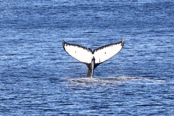 クジラとランチ! ケチカンのプレミア海洋哺乳類観察ツアー