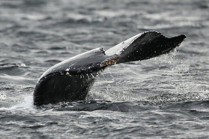 クジラとランチ! ケチカンのプレミア海洋哺乳類観察ツアー