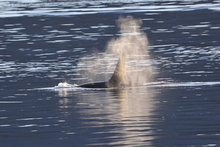 クジラとランチ! ケチカンのプレミア海洋哺乳類観察ツアー