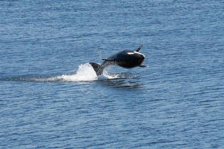 クジラとランチ! ケチカンのプレミア海洋哺乳類観察ツアー