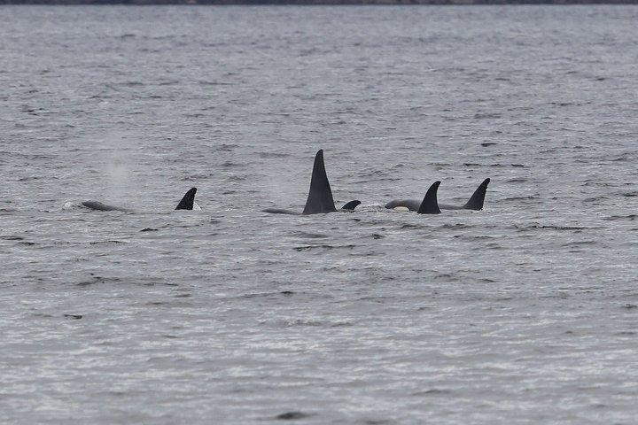 クジラとランチ! ケチカンのプレミア海洋哺乳類観察ツアー