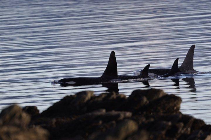 クジラとランチ! ケチカンのプレミア海洋哺乳類観察ツアー
